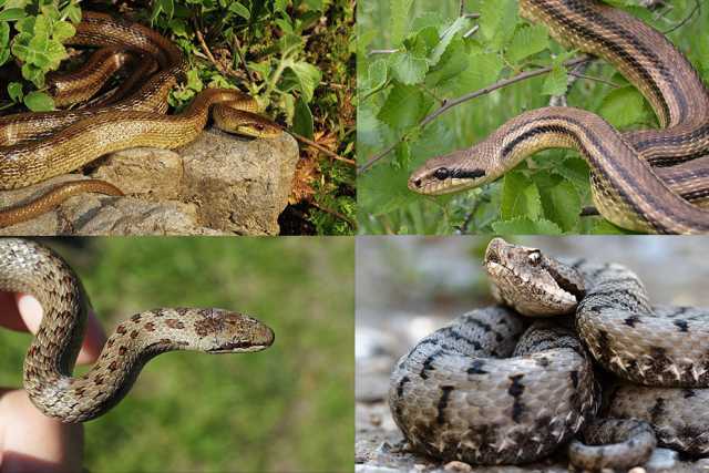 Dal Cervone "succhiavacche" alla velenosa Vipera: alla scoperta degli 8 serpenti pugliesi